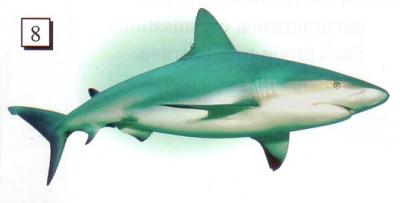 Page 60, shark