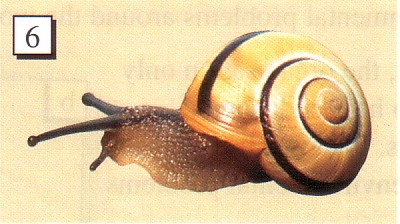 Page 60, snail