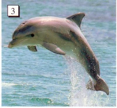 Page 60, dolphin